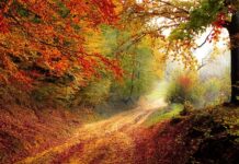 Co to jest ścieżka cen?