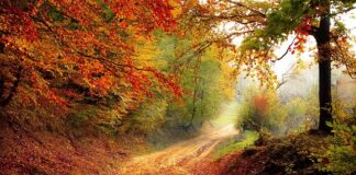 Co to jest ścieżka cen?