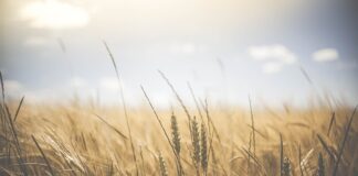 Jak czytać węglowodany?