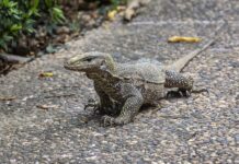 Czy lekarz rodzinny może dać skierowanie na anty-CCP? Czy lekarz rodzinny może dać skierowanie na anty-CCP?