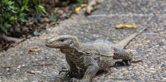 Czy lekarz rodzinny może dać skierowanie na anty-CCP?