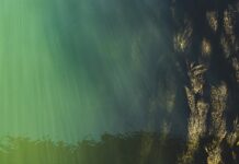 Co oznacza poziom C2 w angielskim?