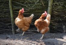 Jakie są typy klientów? Jakie są typy klientów?