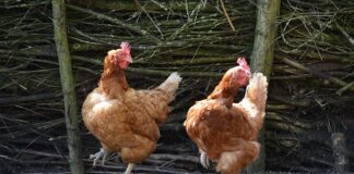 Jakie są typy klientów?