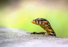 Jak monitorować konkurencję?