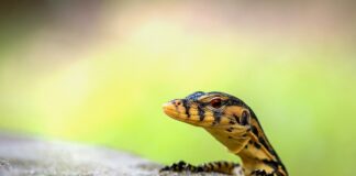 Jak monitorować konkurencję?