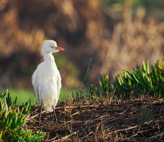 Czy mediator musi mieć studia?