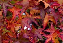 Co zrobić z towarem po likwidacji sklepu?