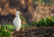 Jak być dobrym mediatorem? Jak być dobrym mediatorem?