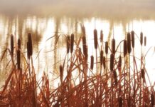 Czy metoda sita jest skuteczna? Czy metoda sita jest skuteczna?