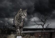 Po co wycenia się projekty innowacyjne? Po co wycenia się projekty innowacyjne?