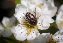 Komu należą się wczasy pod gruszą? Komu należą się wczasy pod gruszą?